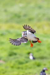 A puffin (fratercula arctica) coming into land at the colony, with a beak full of shiny sand eels.