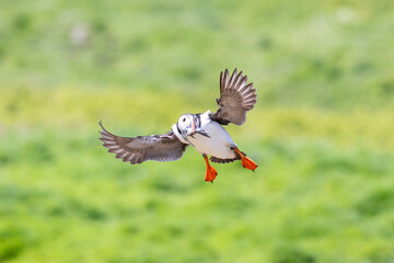 A puffin (fratercula arctica) coming into land at the colony, with a beak full of shiny sand eels.