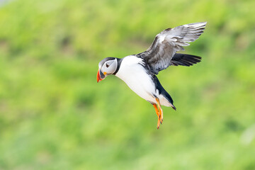 Side view of a puffin (fratercula arctica) in flight 
