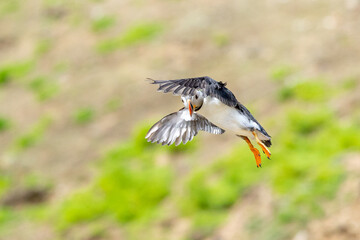 A puffin (fratercula arctica) coming into land at the colony, Skomer Island, UK.