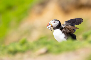 A puffin (fratercula arctica) surrounded by vegetation, with a beak full of shiny sand eels. Skomer Island, UK