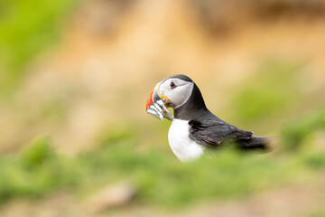 A puffin (fratercula arctica) standing amongst green foliage, with a beak full of shiny sand eels.