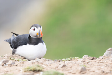 Resting Puffin (fratercula arctica) with copy space on Skomer Island, Wales