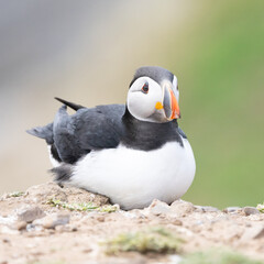 Fototapeta premium A softly lit Atlantic Puffin (fratercula arctica) is sat on rocky ground. Skomer Island, Wales
