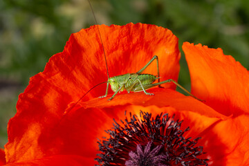small green grasshopper on the red petal of a poppy, in spring in the garden