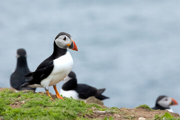 Naklejka premium Puffin colony with the blue sea in the background. Skomer Island, UK