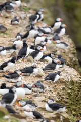 Fototapeta premium Puffin colony (fratercula arctica) showing lots of puffins all resting on the top of a cliff