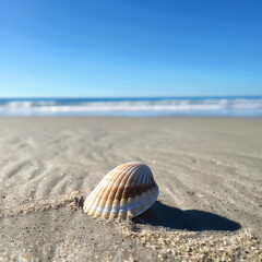 Obraz premium Seashell on sandy beach with clear blue sky, tranquil day
