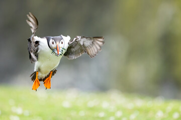 Puffin (fratercula arctica) with wings spread wide, coming in to land with a beak full of sand eels. SKomer Island, UK