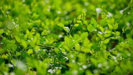 close up of green grass