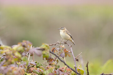 Sedge Warbler (Acrocephalus schoenobaenus)