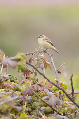 Sedge Warbler (Acrocephalus schoenobaenus)