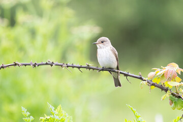 Spotted flycatcher (Muscicapa striata) perched on a bramble with a beautiful green background.