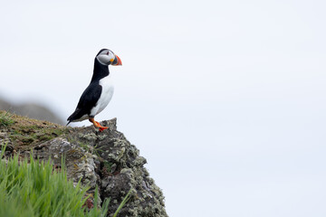 Fototapeta premium Puffin (fratercula arctica) perched on top of a rocky cliff, with copy space. UK