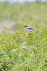 Beautiful Wheatear (oenanthe oenanthe) stands on a branch, surrounded by ferns in late Spring / early Summer.	