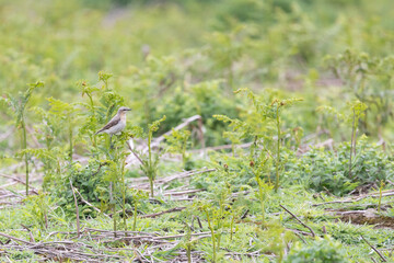 Beautiful Wheatear (oenanthe oenanthe) stands on a branch, surrounded by ferns in late Spring / early Summer.