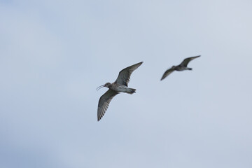 Pair of Curlews (numenius arquata)