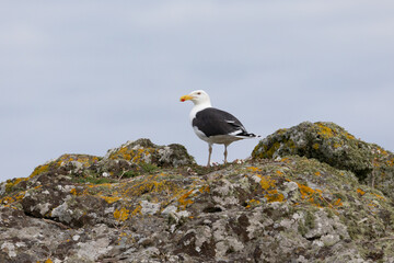 Naklejka premium Striking Great black-backed gull (Larus marinus) standing on a rock with a pale blue background.