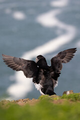 Back view of a Puffin (fratercula arctica) stretching out its wings, with a wavy sea behind.