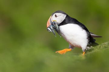 An Atlantic puffin (fratercula arctica) walks with a beak full of sandeels. Natural green background. Skomer Island.