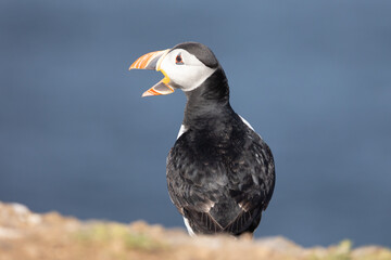 Brightly sunlit Puffin (fratercula arctica) with beak stretched wide open, with a deep, blue sea behind.