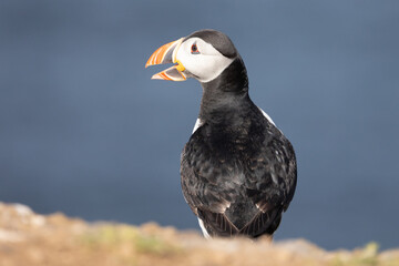 Back view of a Puffin (fratercula arctica) with head turned and open beak. Sea behind. UK