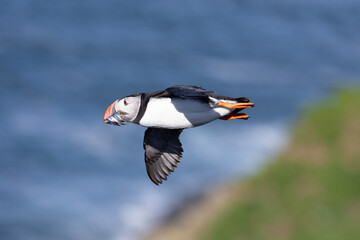 Atlantic puffin (fratercula arctica) in flight with a beak full of sandeels against a blue sea background. Skomer Island, British coastline.
