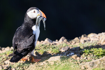 Brightly sunlit Puffin (fratercula arctica) standing, with a beak full of lots of sand eels, on rocky ground. Skomer, UK