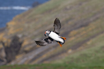 Atlantic puffin (fratercula arctica) landing with wings spread and a beak full of sand eels. Cliffs in background, Skomer Island.