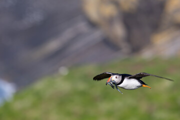 Atlantic puffin (fratercula arctica) in flight with a beak full of sandeels. Wales.