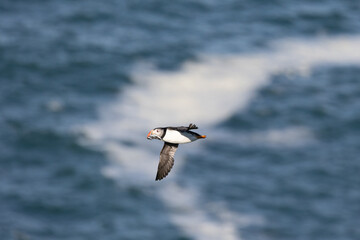 Sunlit Puffin (fratercula arctica) flying in front of a bright blue sea. Wales, UK