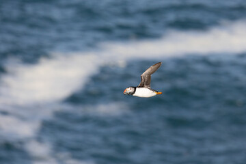 Sunlit Puffin (fratercula arctica) flying in front of a bright blue sea. Wales, UK