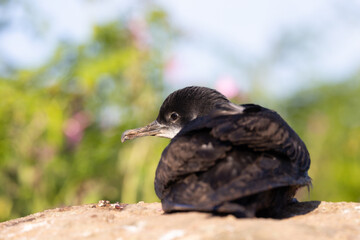 Manx Shearwater (puffinus puffinus) sat on a rock in early morning sunshine, surrounded by greenery and wildflowers. Skomer Island, UK