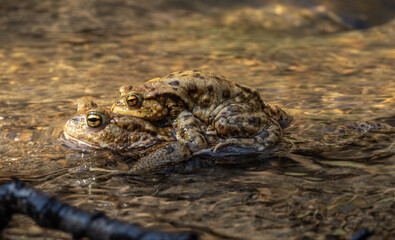 männliche Kröte sitzt auf weiblicher Kröte (Bufonidae) im Wasser, seitliche Nahaufnahme  