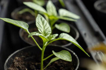 Tomato seedlings closeup. Tomato seedlings in plastic containers top view. Seedlings of small tomatoes. Growing vegetables