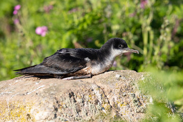 Side view of a Manx Shearwater (puffinus puffinus) sat on a rock in early morning sunshine, surrounded by greenery and wildflowers. Skomer Island, UK