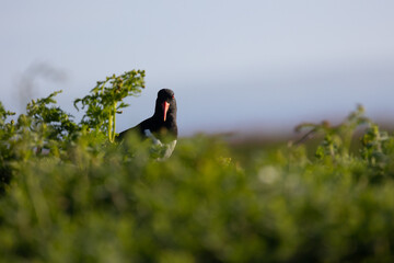 Beautiful black and white Oystercatcher (haematopus ostralegus) bird, surrounded by greenery. 
