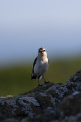 Male Wheatear (Oenanthe oenanthe) with early morning sunlight on head and upper body. Standing on a rock with food in its beak. UK