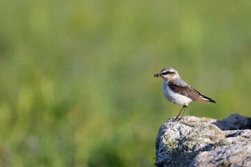 Male Wheatear (Oenanthe oenanthe) perched on a rock with food in its beak. Natural green background. UK