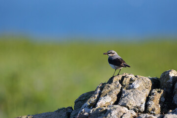 Male Wheatear (Oenanthe oenanthe) perched on a rock with food in its beak. Green grass and blus sky background. UK