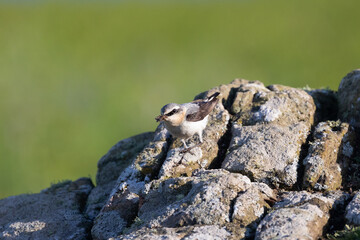 Male Wheatear (Oenanthe oenanthe) perched on a rock with food in its beak. UK