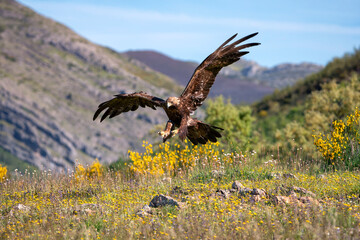 Golden eagle landing on the field. Spain.