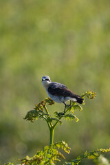 Male Wheatear (Oenanthe oenanthe) with legs splayed, perches at the top of a plant. UK