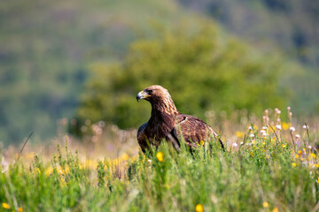 Golden eagle perched in the field among grass.
