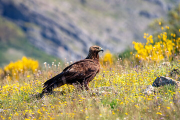 Golden eagle among yellow flowers in the field.