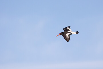 Oystercatcher (haematopus ostralegus) in flight, flying from left to right in frame with copy space in front, UK