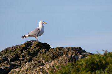 Side shot of a Herring gull (Larus argentatus) standing on a rock with a blue sky background.