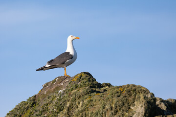 Stunning side shot of a Lesser Black-backed gull (Larus fuscus) standing on a rock with a vibrant blue sky background.