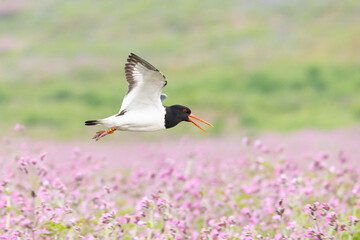 A black and white Oystercatcher (haematopus ostralegus) with its beak open, flies over a pink wildflower meadow.