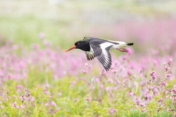 A black and white Oystercatcher (haematopus ostralegus) flies low over a pink wildflower meadow.